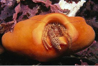 黑暗幻想FPS《巫火》新预告 9月20日登陆Epic抢先体验